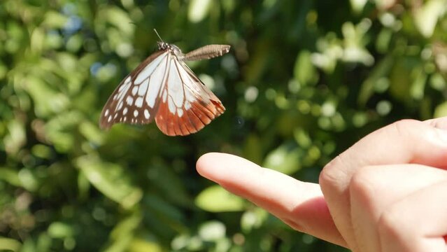A blue butterfly taking off from a finger, Chestnut tiger butterfly, Bug or insect, Slow motion