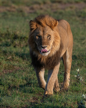 Male Lion, Masai Mara, Kenya