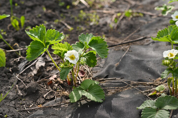 Strawberry plant blooms in garden close up.