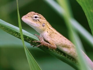 Blood-sucking calote (Calotes versicolor) perched on a single blade of tall grass