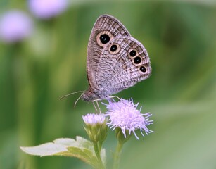 Brown common fourring (Ypthima huebneri) butterfly perched atop a vibrant purple wildflower