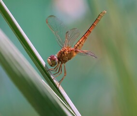 Vibrant dragonfly perched atop a single blade of lush green grass, its wings outstretched