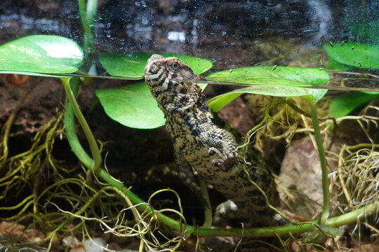 Chinese crocodile lizard