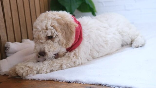 A cute and funny lagotto romagnolo puppy dog playing with a ball. Slow motion