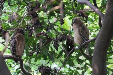 The Buffy Fish Owl (Bubo ketupu) is a species of owl found in various parts of Southeast Asia, including countries like Malaysia, Indonesia, Thailand, Myanmar, and others.|马来渔鸮	
