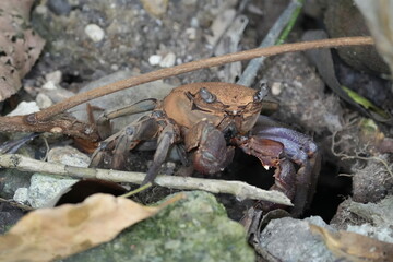 Aratus pisonii, commonly known as the mangrove tree crab, red-jointed fiddler crab, or simply the tree crab, is a species of crab found in mangrove ecosystems|仳氏爾特蟹|红树林树蟹