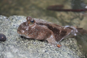 Mudskippers are a unique and fascinating group of fish that belong to the family Gobiidae and the subfamily Oxudercinae. |彈塗魚|大彈塗魚