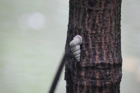 Cerithidea obtusa, the mud creeper, is a brackish-water snail with a tall, spiral shell. Found in mangroves and mudflats, it grazes on algae and detritus, playing a role in wetland ecosystems. 