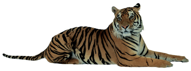Tiger animal cat wildlife