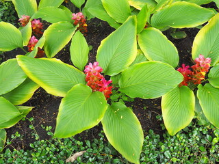 Curcuma sessilis flower tree blooming small pink flowers in a park. Krachiew flowers are considered Thai tulips and are herbaceous plants in the Zingiberaceae family. The trunk is an underground 
