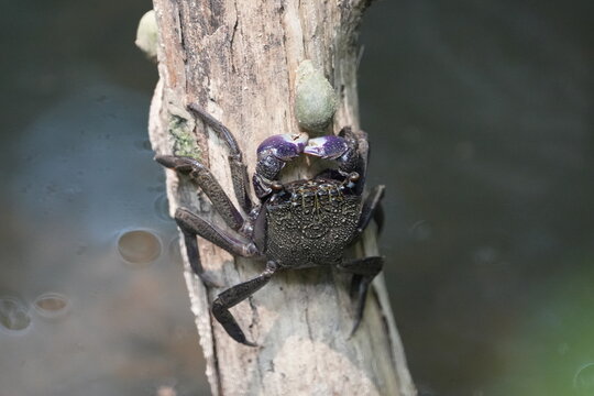 Aratus pisonii, commonly known as the mangrove tree crab, red-jointed fiddler crab, or simply the tree crab, is a species of crab found in mangrove ecosystems|仳氏爾特蟹|红树林树蟹