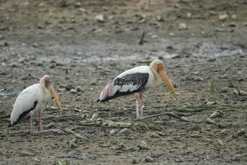 The Milky Stork (Mycteria cinerea) is a large wading bird belonging to the stork family, Ciconiidae. It is native to parts of Southeast Asia, particularly Malaysia, Indonesia, Thailand, and Singapore.