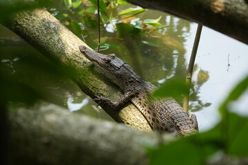 A baby saltwater crocodile, scientifically known as Crocodylus porosus, is an adorable yet potentially dangerous reptile. Saltwater crocodiles are the largest living reptiles in the world.|河口鱷|灣鱷