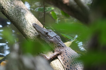 A baby saltwater crocodile, scientifically known as Crocodylus porosus, is an adorable yet potentially dangerous reptile. Saltwater crocodiles are the largest living reptiles in the world.|河口鱷|灣鱷