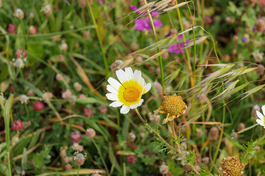 Layia platyglossa flowers commonly known as coastal tidytips growing in a greenery field