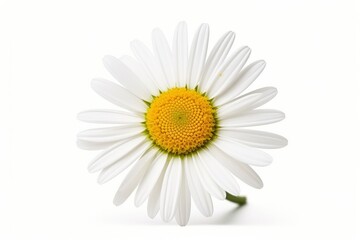 Common daisy isolated on white background.