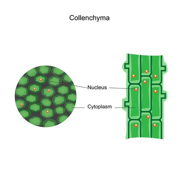 Collenchyma. Plant tissue providing flexible support, found in young stems and  leaves, characterized by elongated cells with thickened cell walls.