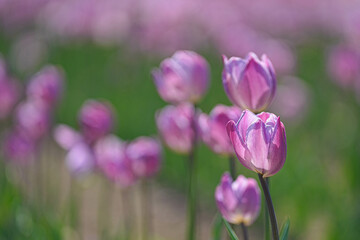 湧別町チューリップ公園