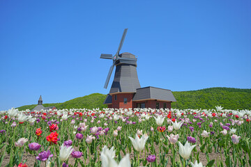 湧別町チューリップ公園
