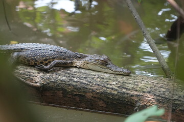 A baby saltwater crocodile, scientifically known as Crocodylus porosus, is an adorable yet potentially dangerous reptile. Saltwater crocodiles are the largest living reptiles in the world.|河口鱷|灣鱷