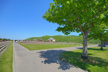 湧別町チューリップ公園