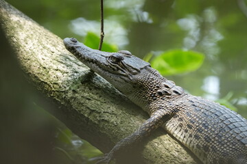 A baby saltwater crocodile, scientifically known as Crocodylus porosus, is an adorable yet potentially dangerous reptile. Saltwater crocodiles are the largest living reptiles in the world.|河口鱷|灣鱷