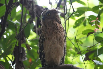 The Buffy Fish Owl (Bubo ketupu) is a species of owl found in various parts of Southeast Asia, including countries like Malaysia, Indonesia, Thailand, Myanmar, and others.|马来渔鸮	
