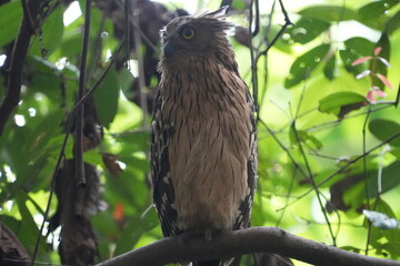 The Buffy Fish Owl (Bubo ketupu) is a species of owl found in various parts of Southeast Asia,...