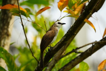 The Yellow-vented Bulbul (Pycnonotus goiavier), also known simply as the Yellow-vented Bulbul, is a species of passerine bird that belongs to the family Pycnonotidae. |白眉黄臀鹎