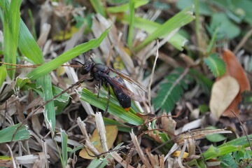 The Scoliidae is a family of parasitoid wasps, commonly known as scoliid wasps. These insects are known for their distinctive appearance.|土蜂