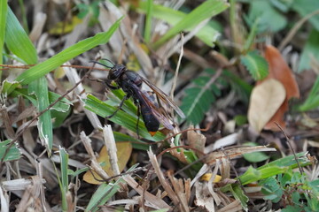 The Scoliidae is a family of parasitoid wasps, commonly known as scoliid wasps. These insects are known for their distinctive appearance.|土蜂