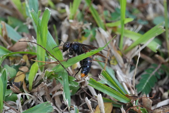 The Scoliidae is a family of parasitoid wasps, commonly known as scoliid wasps. These insects are known for their distinctive appearance.|土蜂