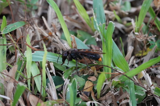 The Scoliidae is a family of parasitoid wasps, commonly known as scoliid wasps. These insects are known for their distinctive appearance.|土蜂