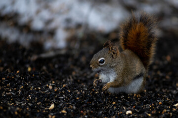 A Squirrel Eating Birdseed