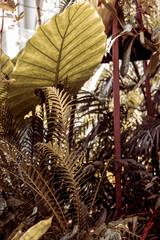 DETAIL OF A GREENHOUSE WITH TROPICAL PLANTS