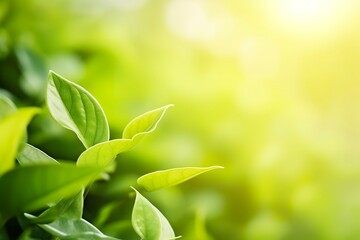 Obraz premium Nature of green leaf in a garden in summer under sunlight. Spring background.