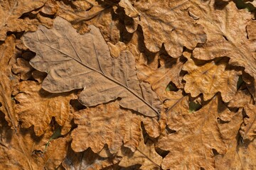Dry oak leaves on a dark autumn background. Abstract texture