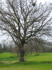 Fototapeta premium Countryside