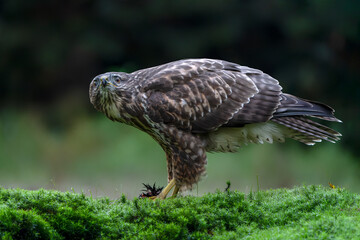 Common Buzzard (Buteo buteo) with a prey in the forest of Noord Brabant in the Netherlands. Looking...