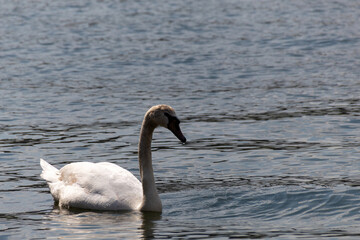 swan on the lake
