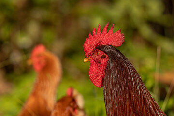 Rooster keeping watch over his hens
