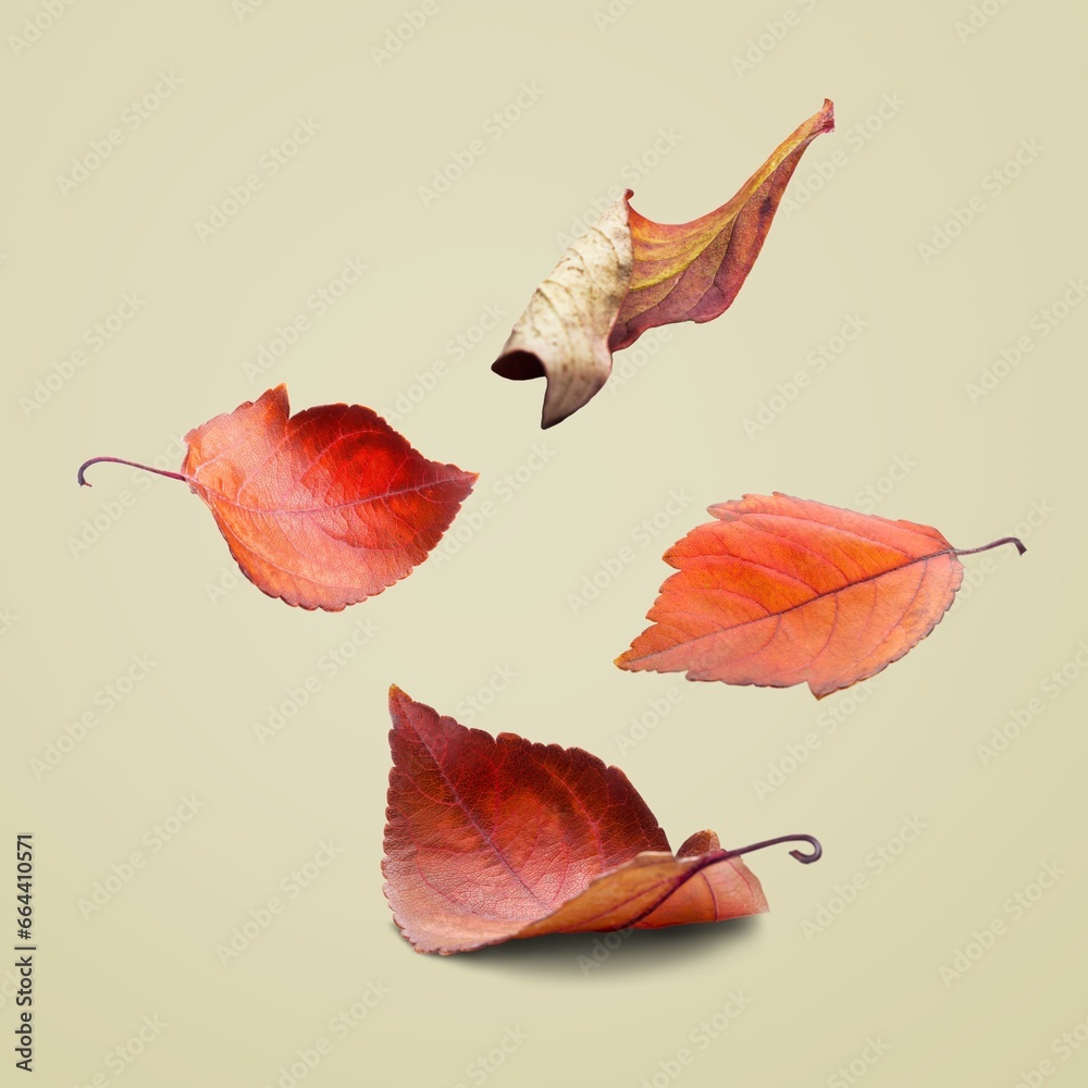 Sticker Different bright colored autumn leaves