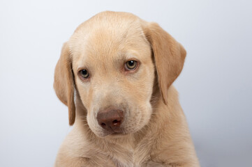 Cute portrait of labrador puppy