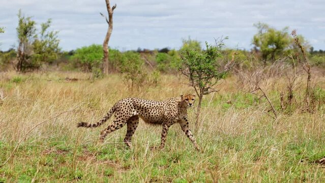 A male cheetah walking in slow motion