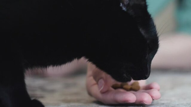 Home life with a pet. A woman holds food in her hand for her hungry cat. The curious feline smell of a snack on its owner's hand.