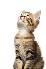 Obraz premium Playful funny kitten looking up isolated on a white background.
