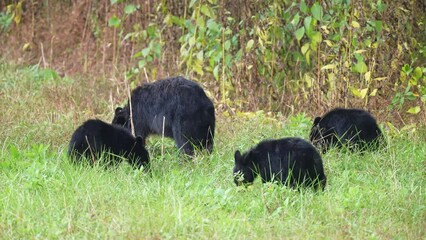 Black bear mother with her three cubs feeding in a meadow preparing for hibernation.