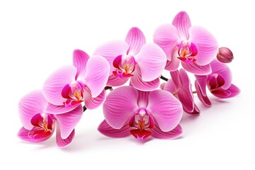 Fototapeta na wymiar Pink Orchid isolated on white background.