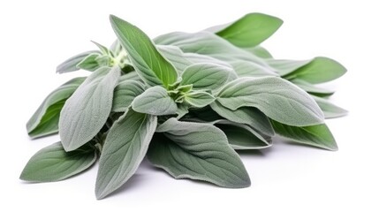 Plant lambs ear isolated on white background.