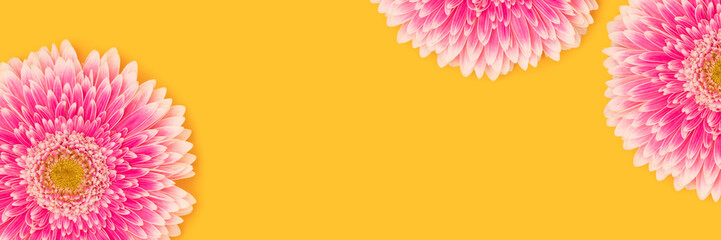 Banner with pink gerbera flowers on a yellow background. Place for your design.